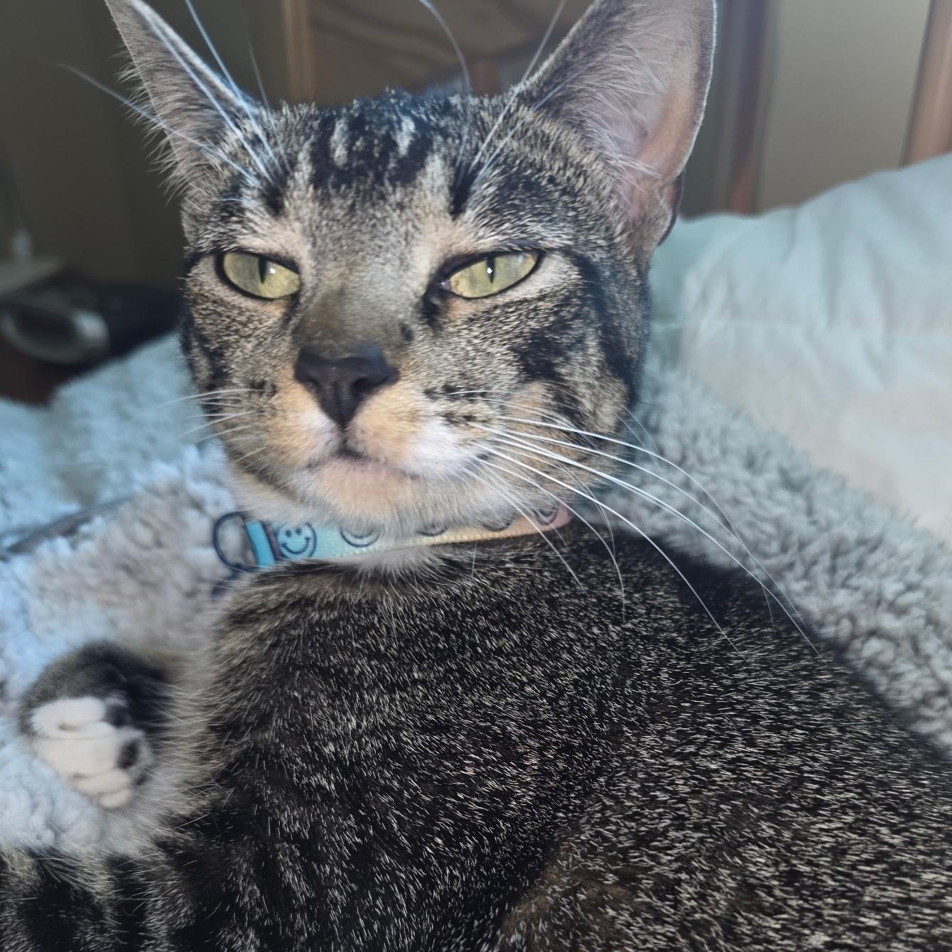 Bella, an adoptable Domestic Short Hair in Pocatello, ID, 83201 | Photo Image 2