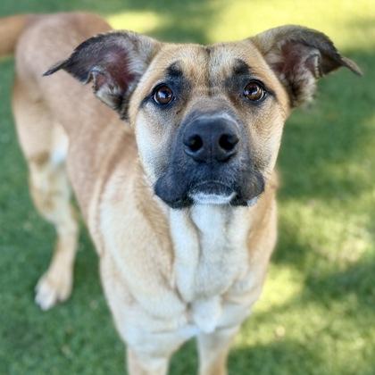 Cassidy, a Adoptable mixed breed in Red Bluff, CA image 1/3