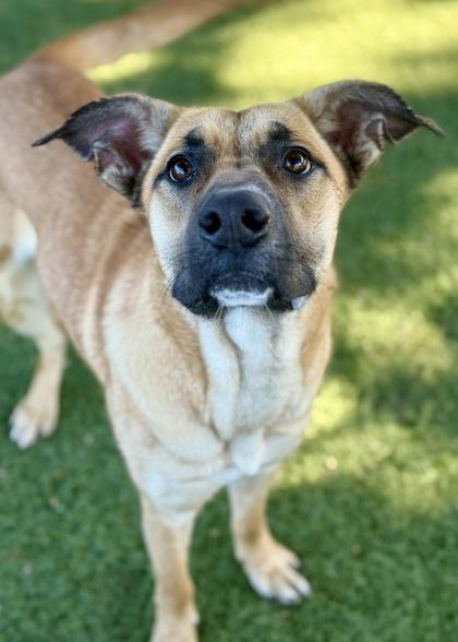 Cassidy, a Adoptable mixed breed in Red Bluff, CA image 2/3