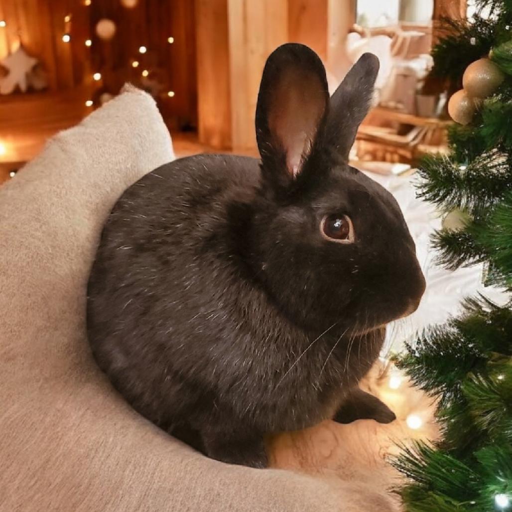 Enlarge Jarvis, a Adoptable Polish in Murrieta, CA image 1/2