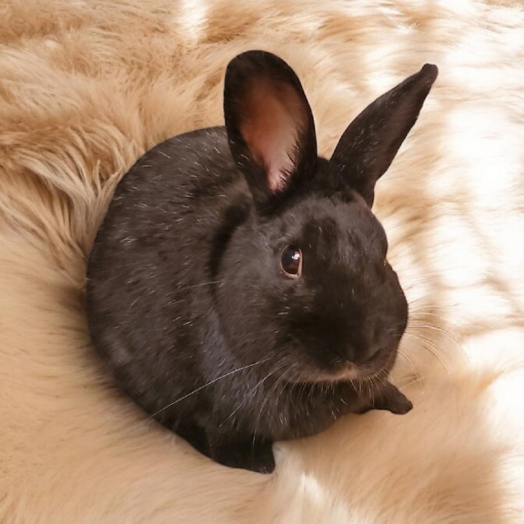 Enlarge Jarvis, a Adoptable Polish in Murrieta, CA image 2/2