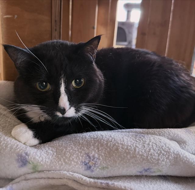 Enlarge Carousel, a Adoptable Domestic Short Hair in Berkeley Springs, WV image 2/4