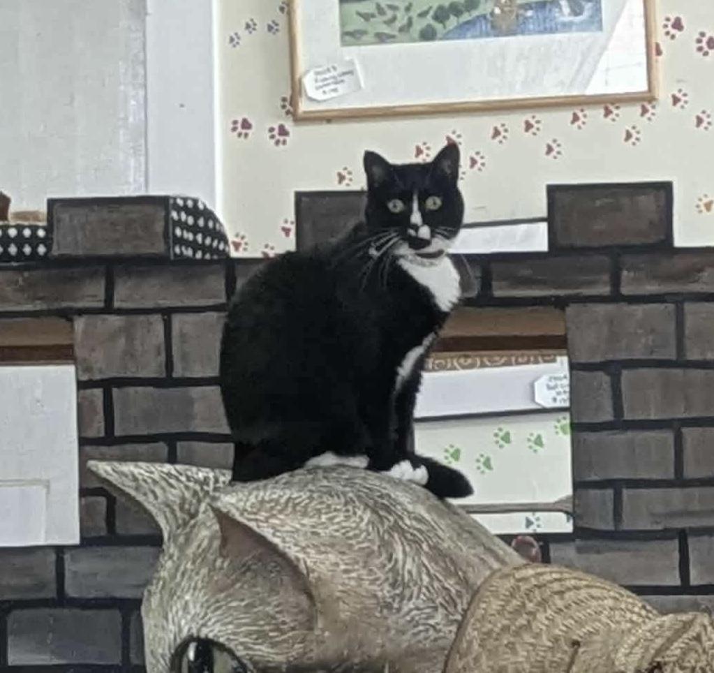 Carousel, a Adoptable Domestic Short Hair in Berkeley Springs, WV image 1/6