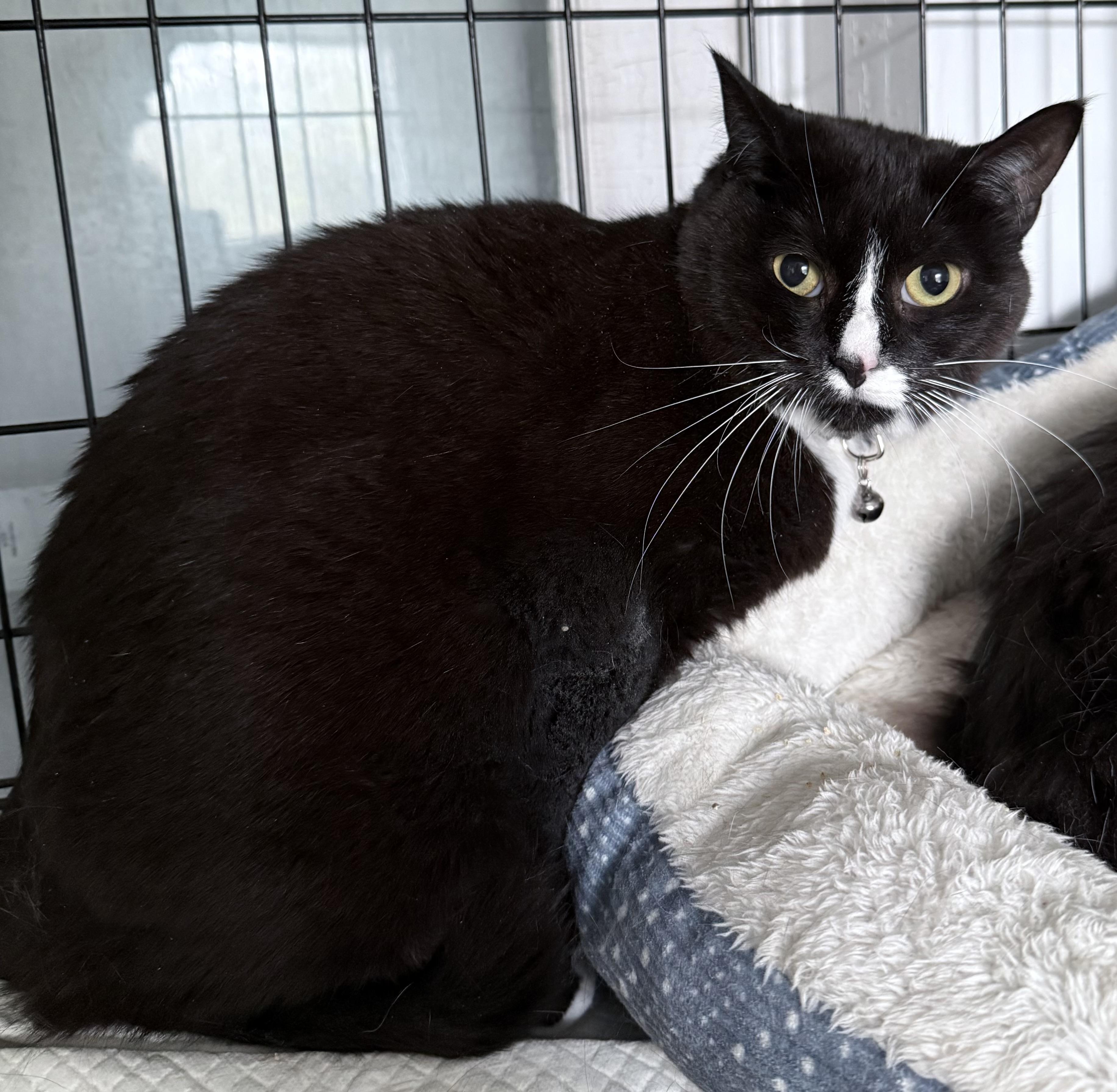 Carousel, a Adoptable Domestic Short Hair in Berkeley Springs, WV image 2/6