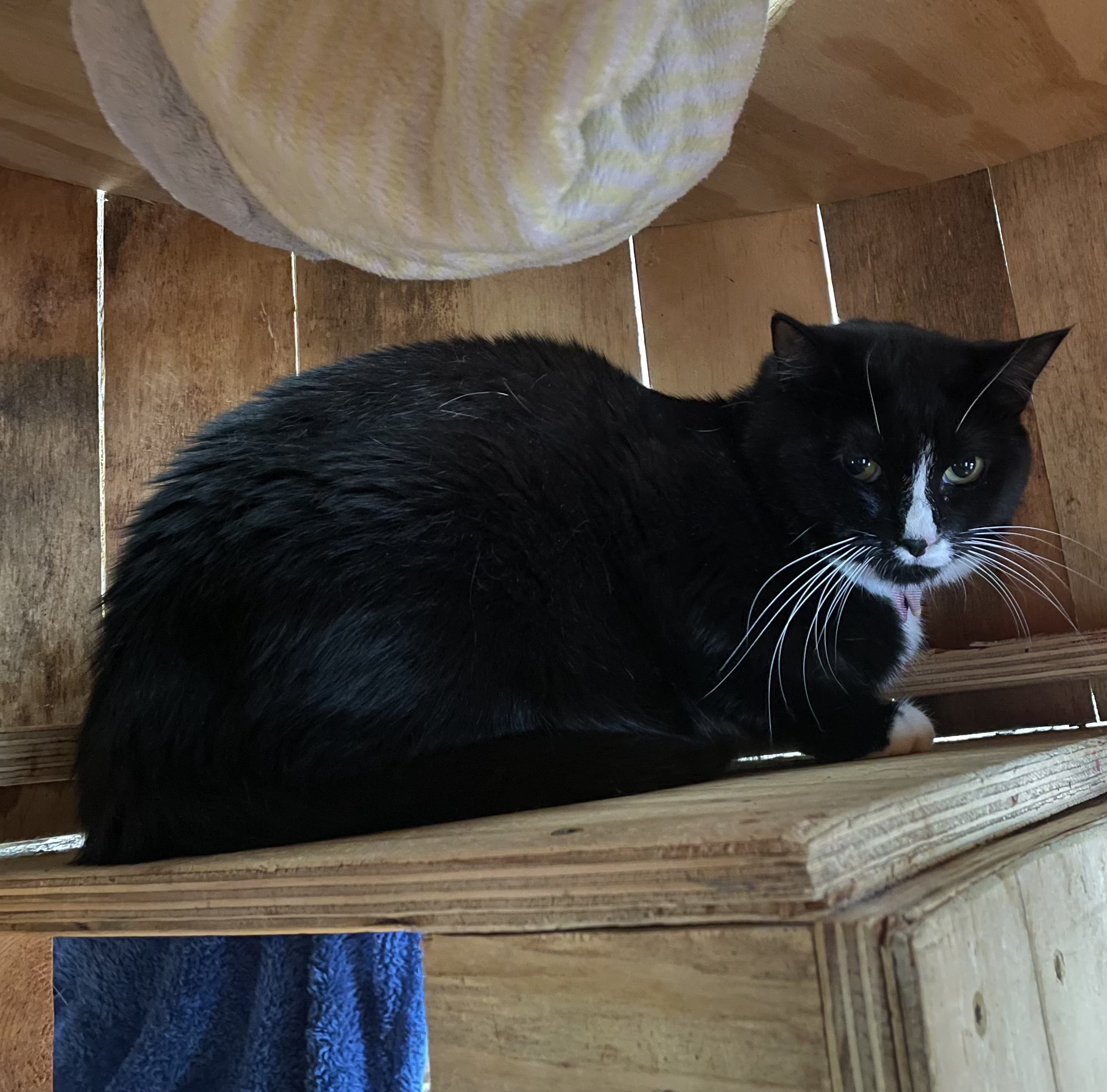 Carousel, Adoptable, Adult Female Domestic Short Hair.