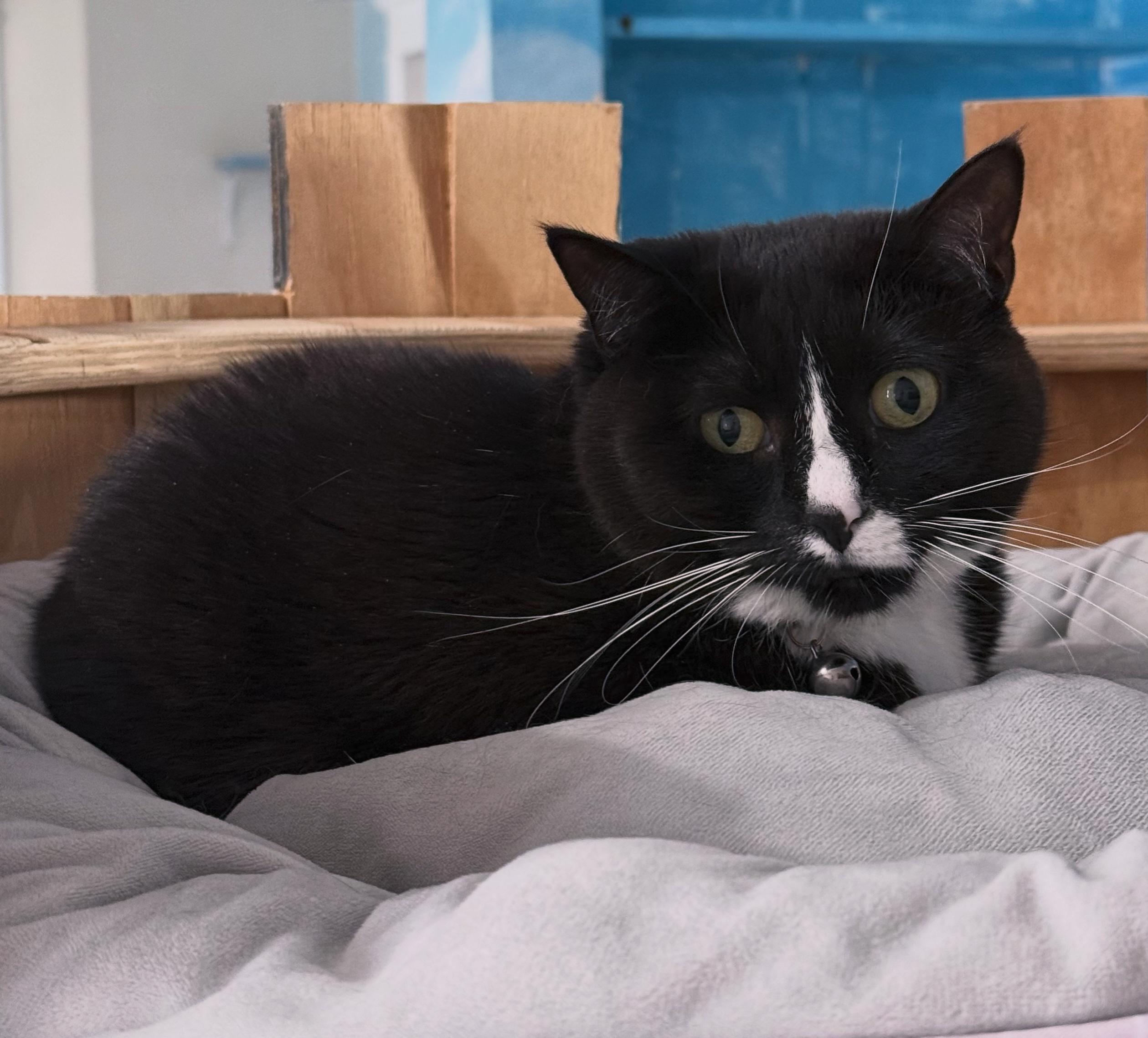 Enlarge Carousel, a Adoptable Domestic Short Hair in Berkeley Springs, WV image 5/5