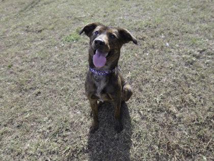 Maya, Adoptable, Puppy Female Mountain Cur & Mixed Breed.