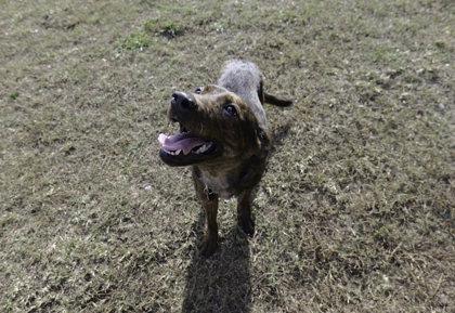 Maya, Adoptable, Puppy Female Mountain Cur & Mixed Breed.