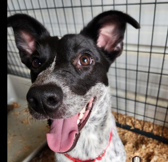 Missy, a Adoptable mixed breed in Burlington, WA image 2/5