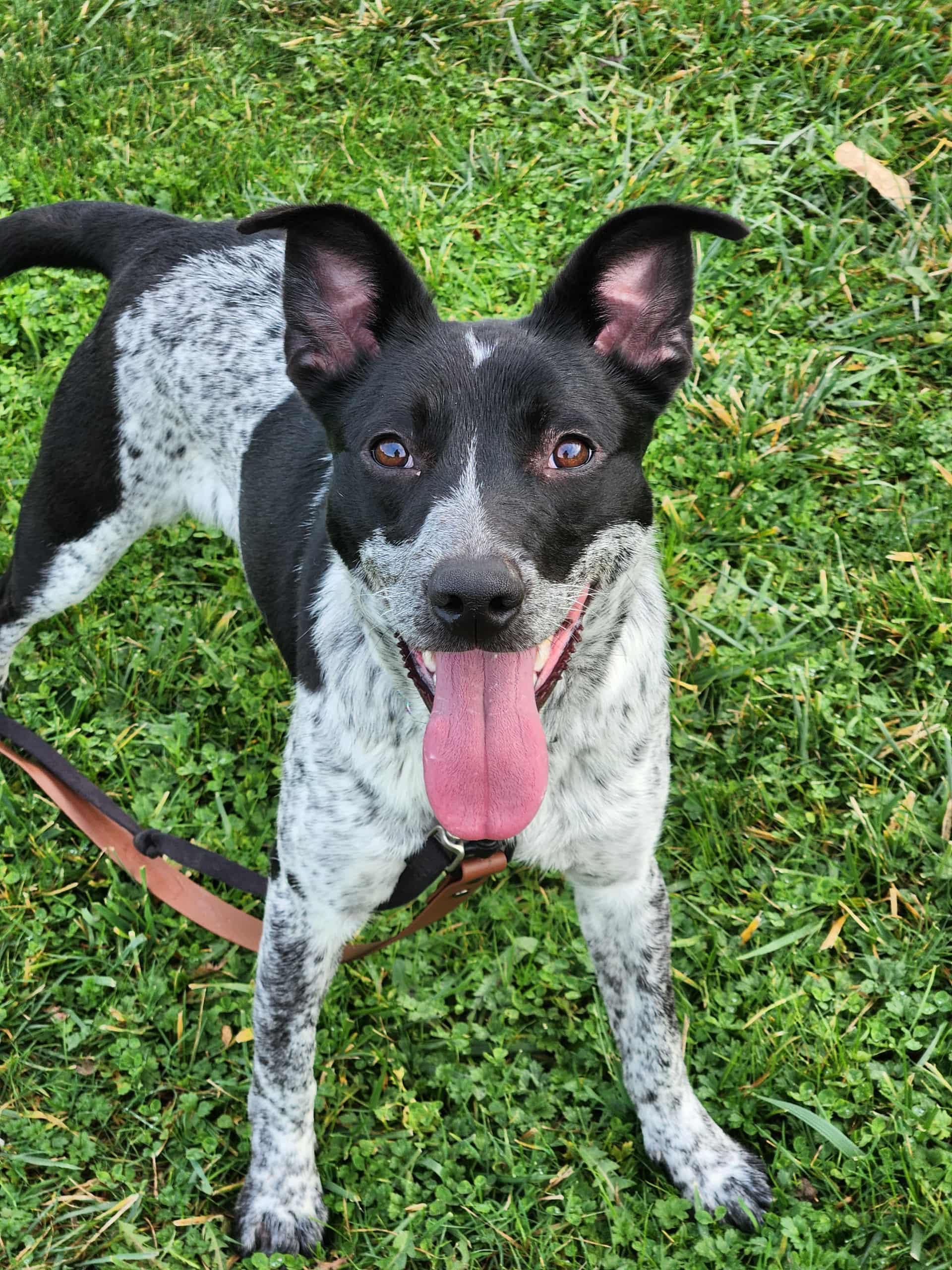 Missy, a Adoptable mixed breed in Burlington, WA image 3/5