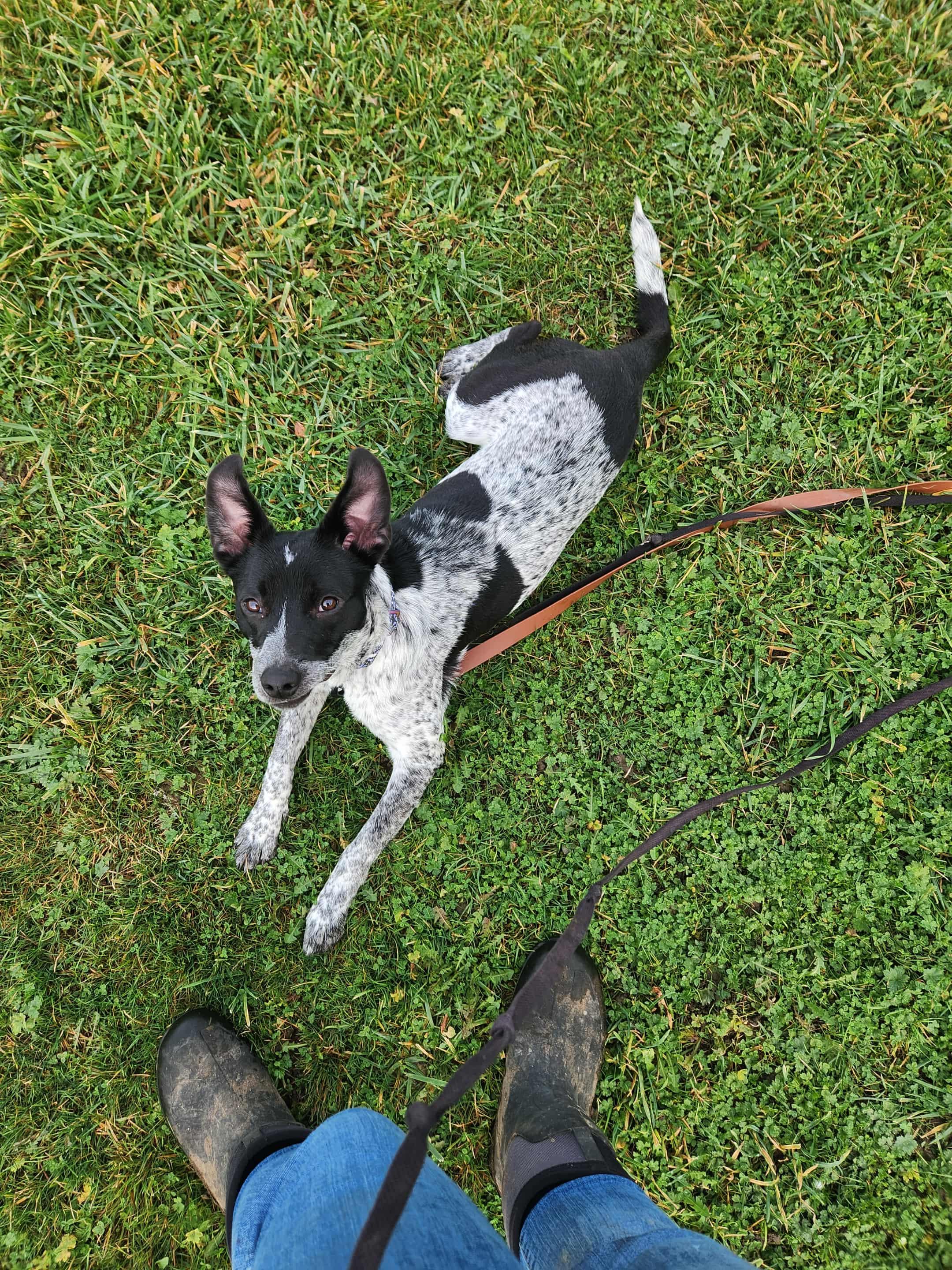 Missy, Adoptable, Young Female Australian Cattle Dog / Blue Heeler.