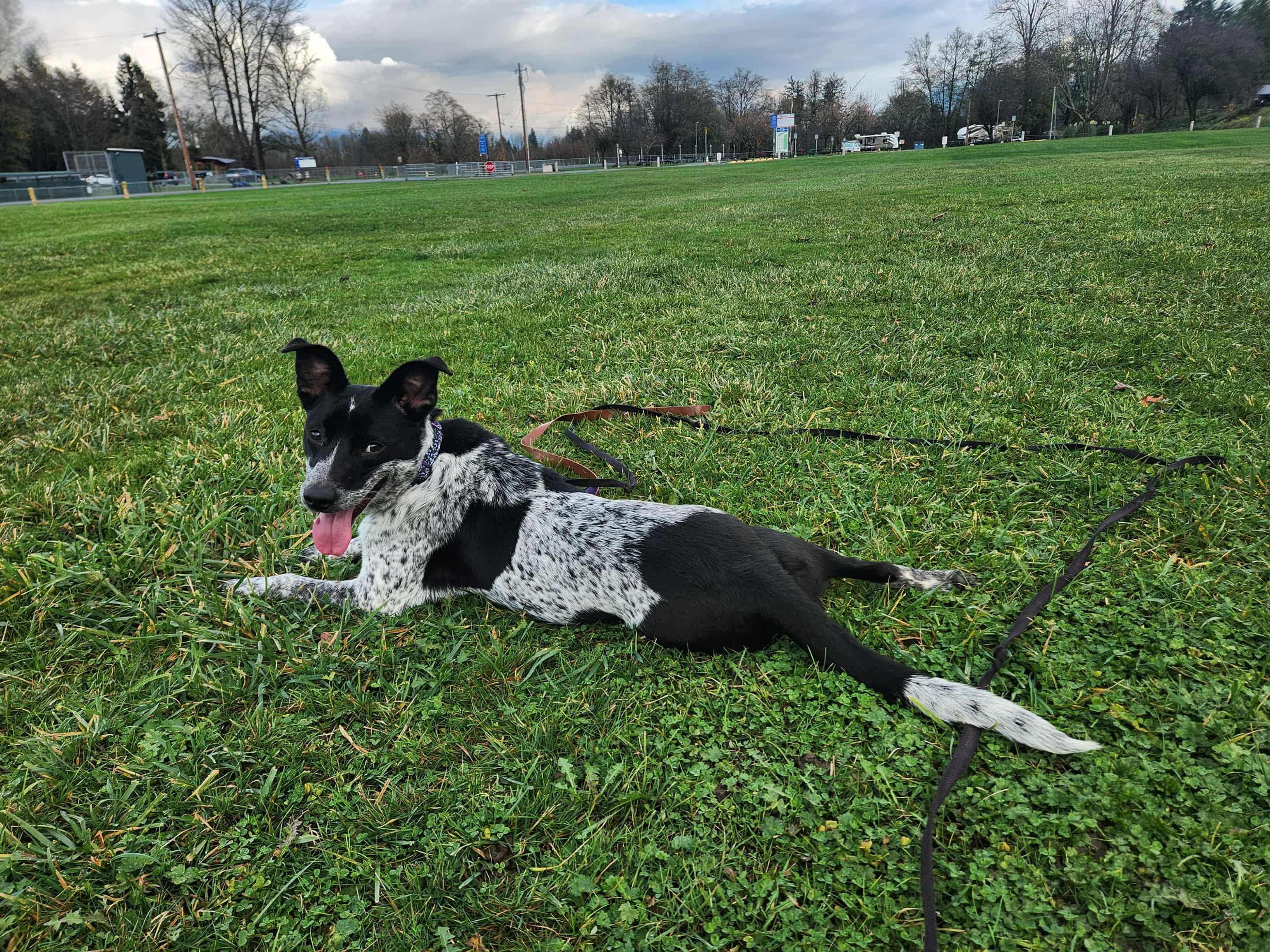Missy, a Adoptable mixed breed in Burlington, WA image 4/5