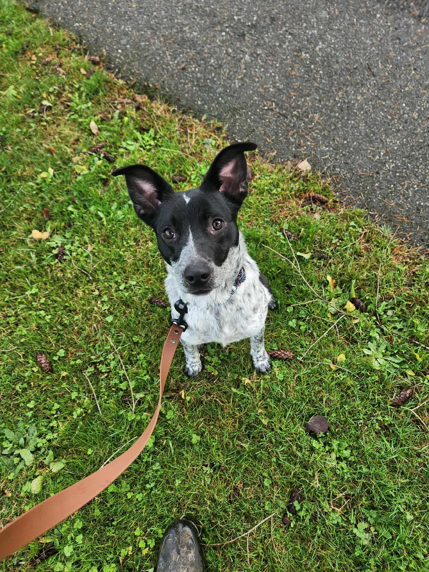 Missy, a Adoptable mixed breed in Burlington, WA image 5/5