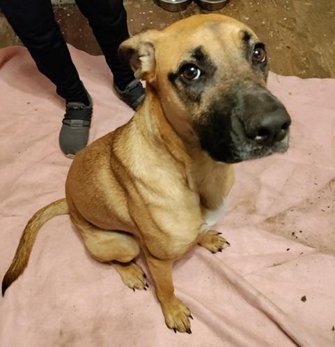 Bonnie (Courtesy Post), Adoptable, Adult Female Labrador Retriever.