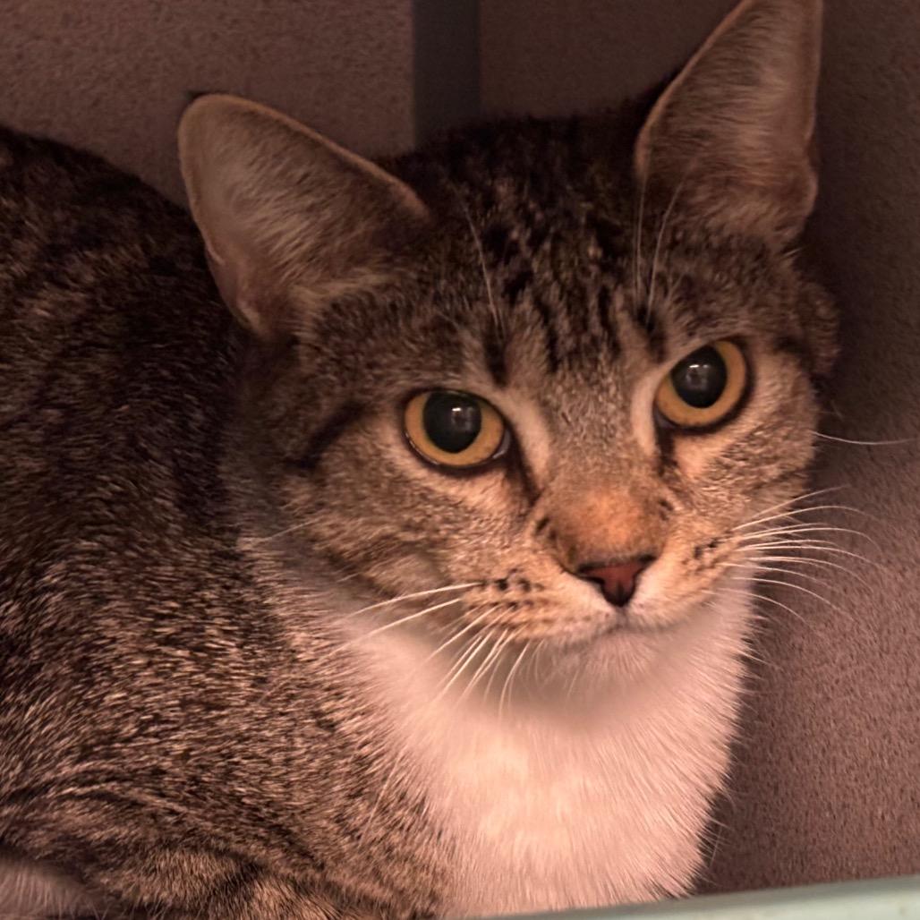 Moon, a Adoptable Domestic Short Hair in Port Charlotte, FL image 2/2