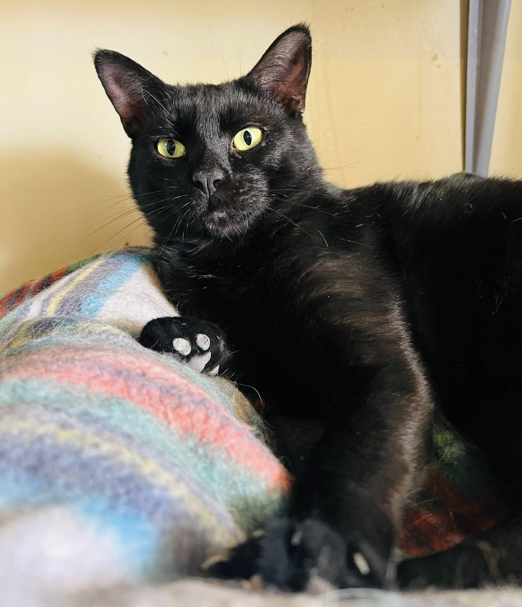 Salem, ADOPTABLE, Adult Male American Shorthair.