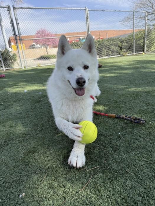 ASPEN, Adoptable, Adult Male Husky & Mixed Breed.