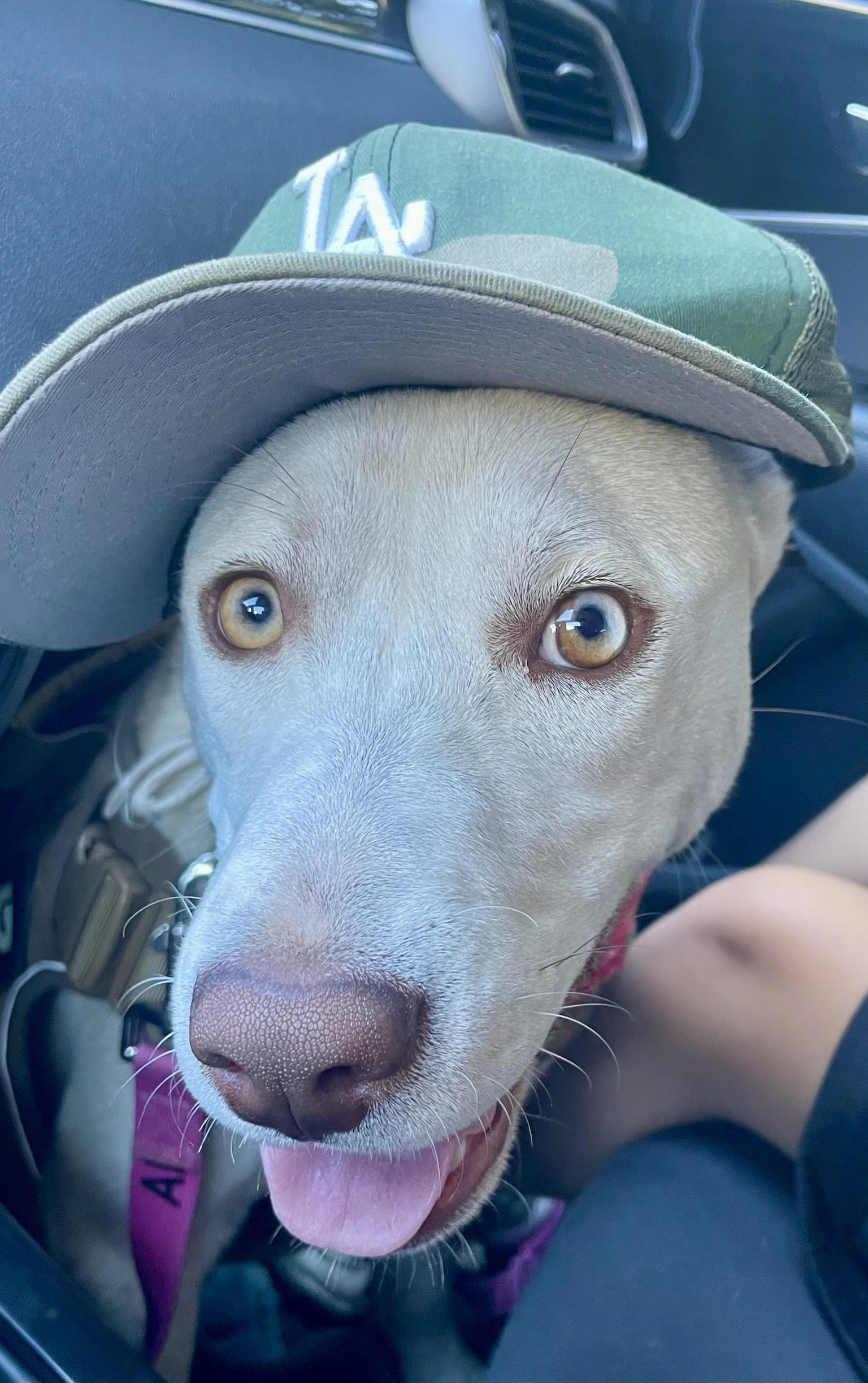 Enlarge Tala, a Adoptable Shepherd in Westlake Village , CA image 5/6