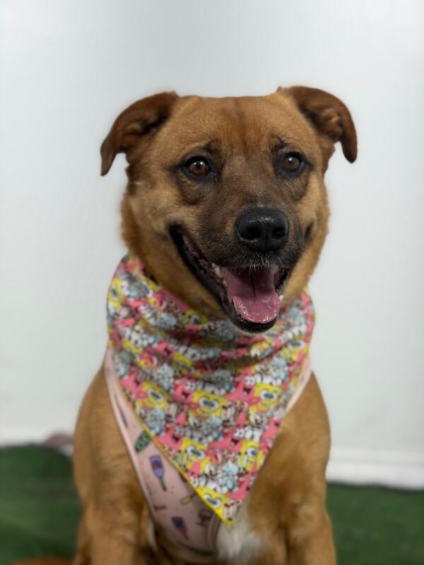 Enlarge Canelo-One of our Amazing Rescue Dogs, a Adoptable mixed breed in Santa Ana, CA image 1/1