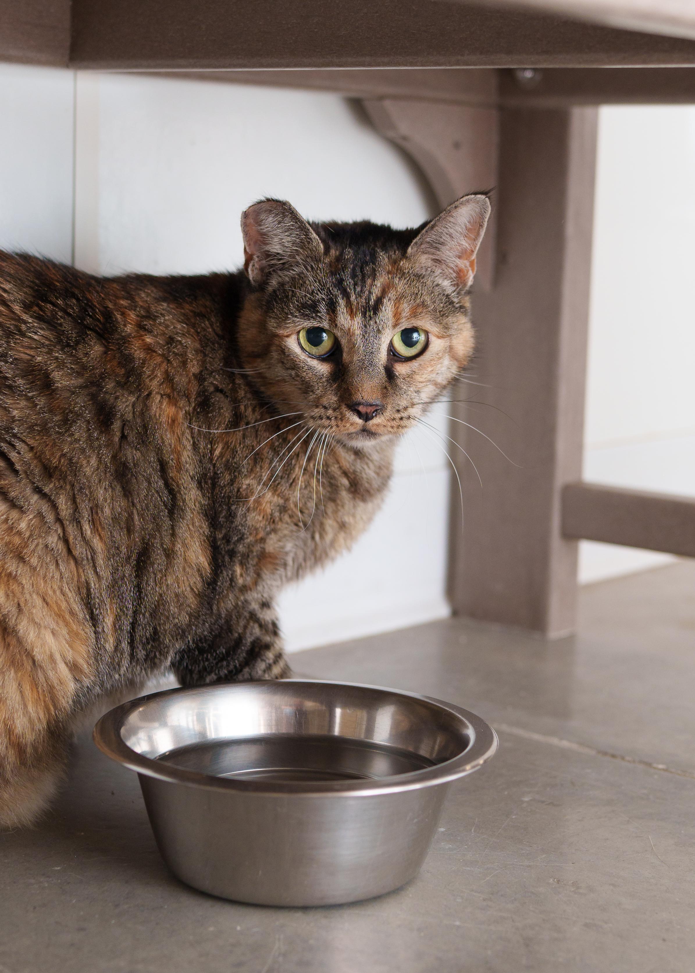 Enlarge Bella, a Adoptable Domestic Short Hair in Boise, ID image 1/2