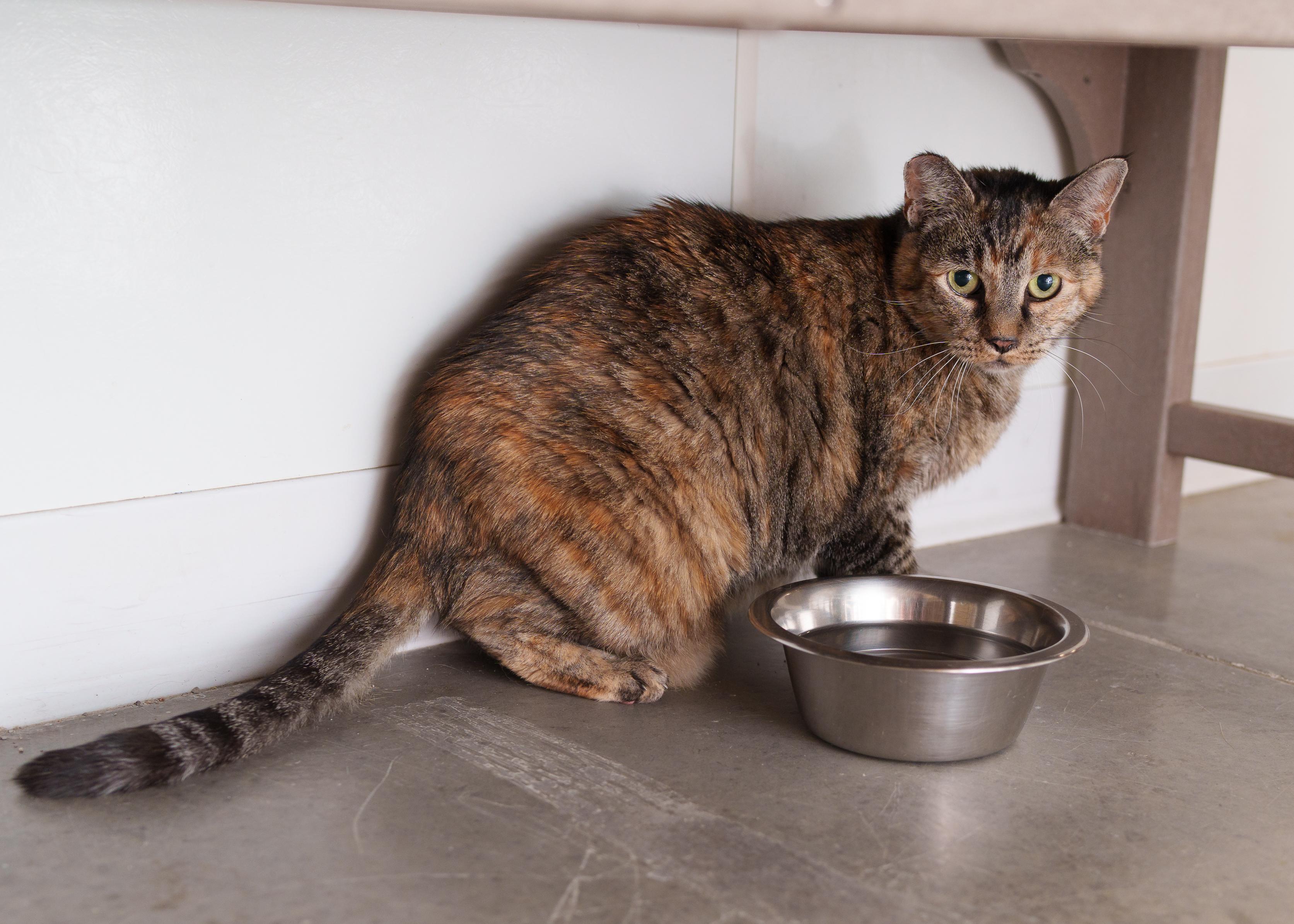 Enlarge Bella, a Adoptable Domestic Short Hair in Boise, ID image 2/2