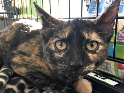 Star, a Adoptable Domestic Short Hair in Whiting, IN image 1/8