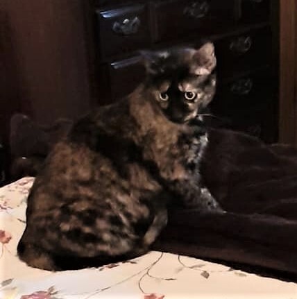 Star, a Adoptable Domestic Short Hair in Whiting, IN image 2/8