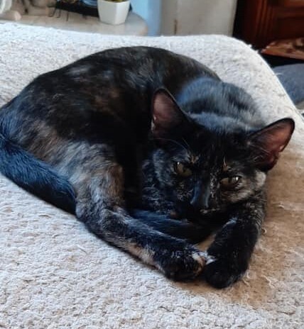 Star, a Adoptable Domestic Short Hair in Whiting, IN image 3/8