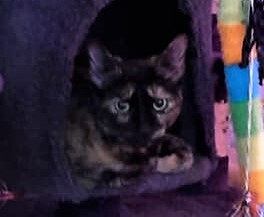 Star, a Adoptable Domestic Short Hair in Whiting, IN image 4/8