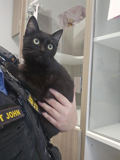 PURRSEPHONE, Adoptable, Young Female Domestic Short Hair.