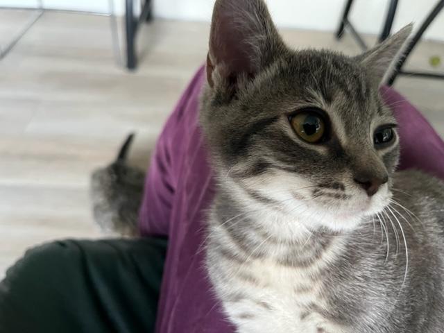 Enlarge Percy is a Huge Love Bug!, a hold mixed breed in Eagle Point, OR image 3/6