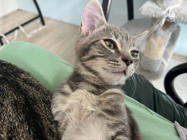 Percy is a Huge Love Bug!, Adoptable, Kitten Male Domestic Short Hair & Tabby.