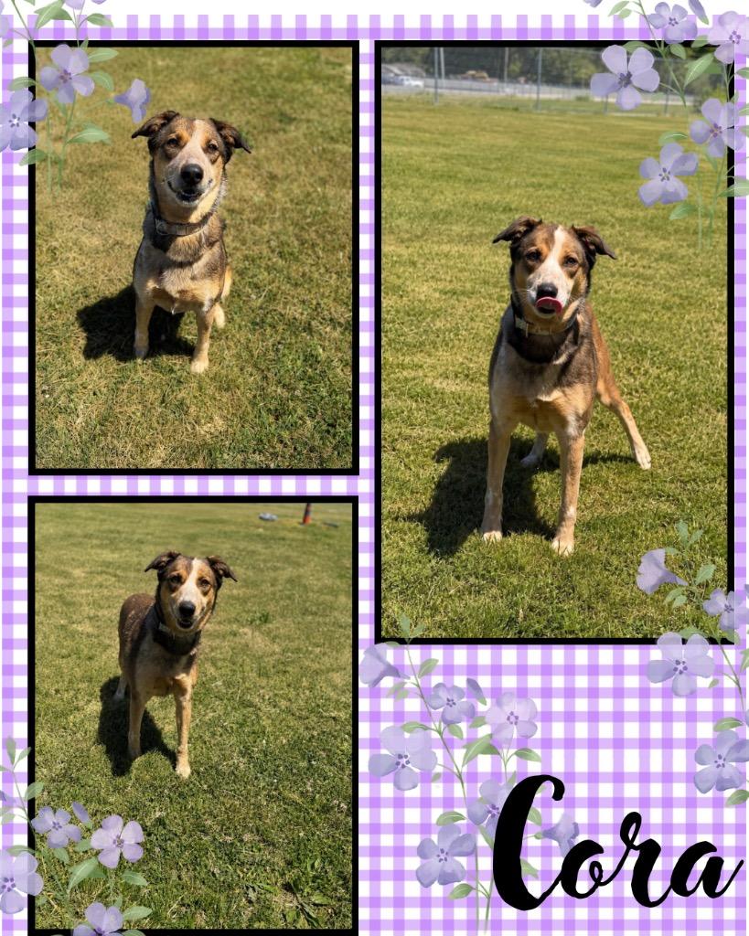 Cora, Adoptable, Young Female Australian Cattle Dog / Blue Heeler.