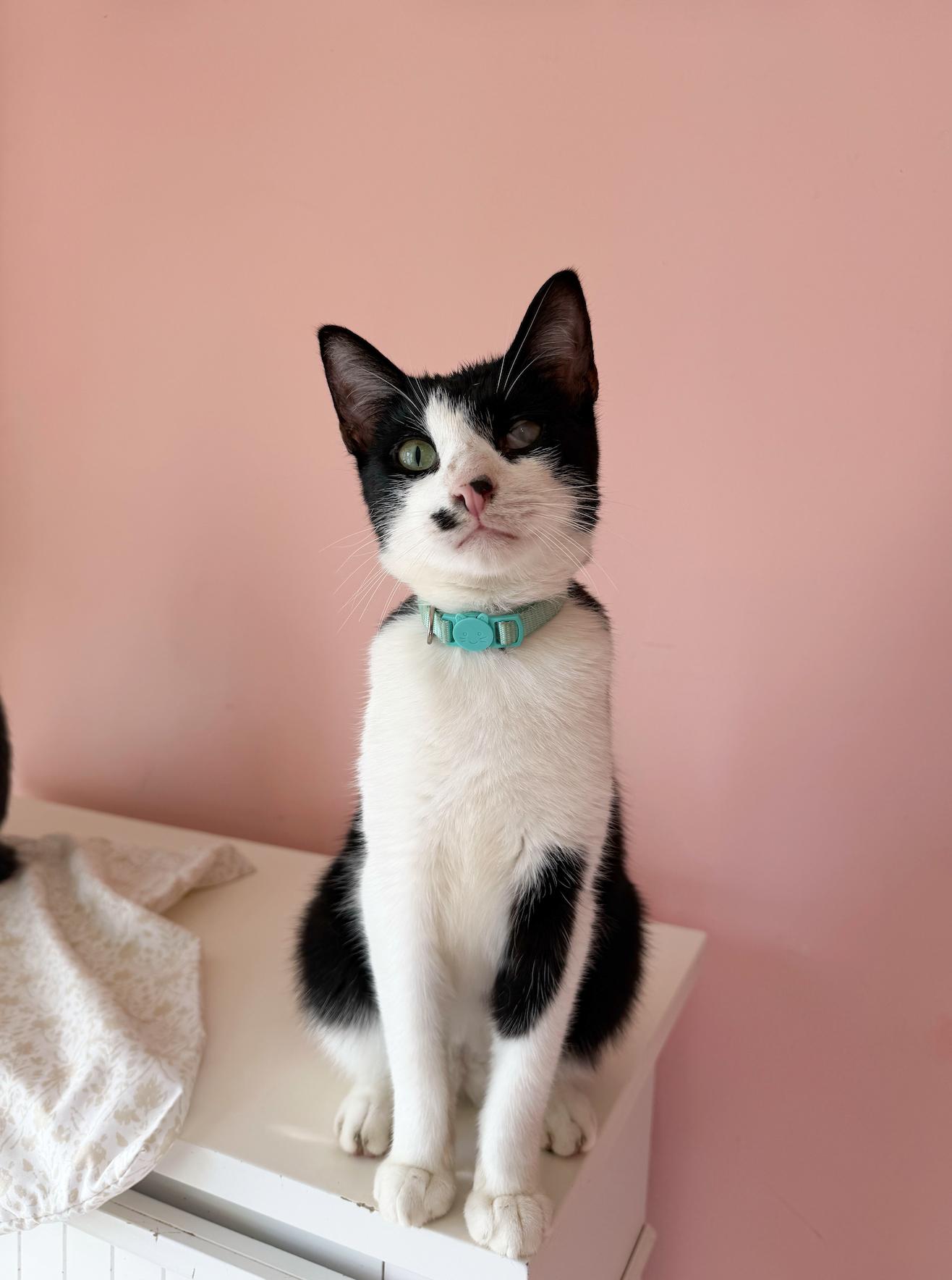 Enlarge SUSHI, a Adoptable Domestic Short Hair in New York, NY image 1/5