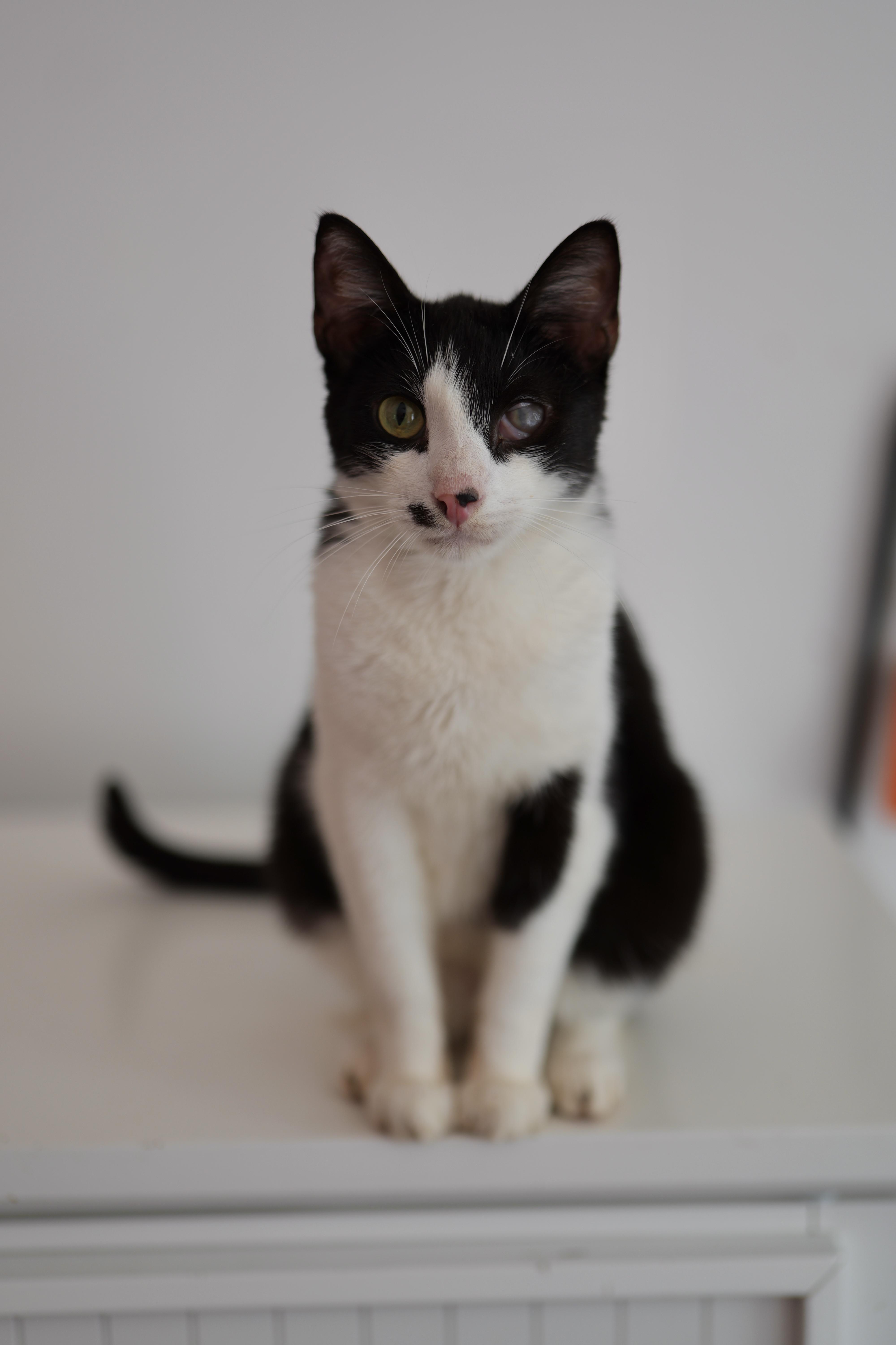 SUSHI, a ADOPTABLE Domestic Short Hair in New York, NY image 2/2