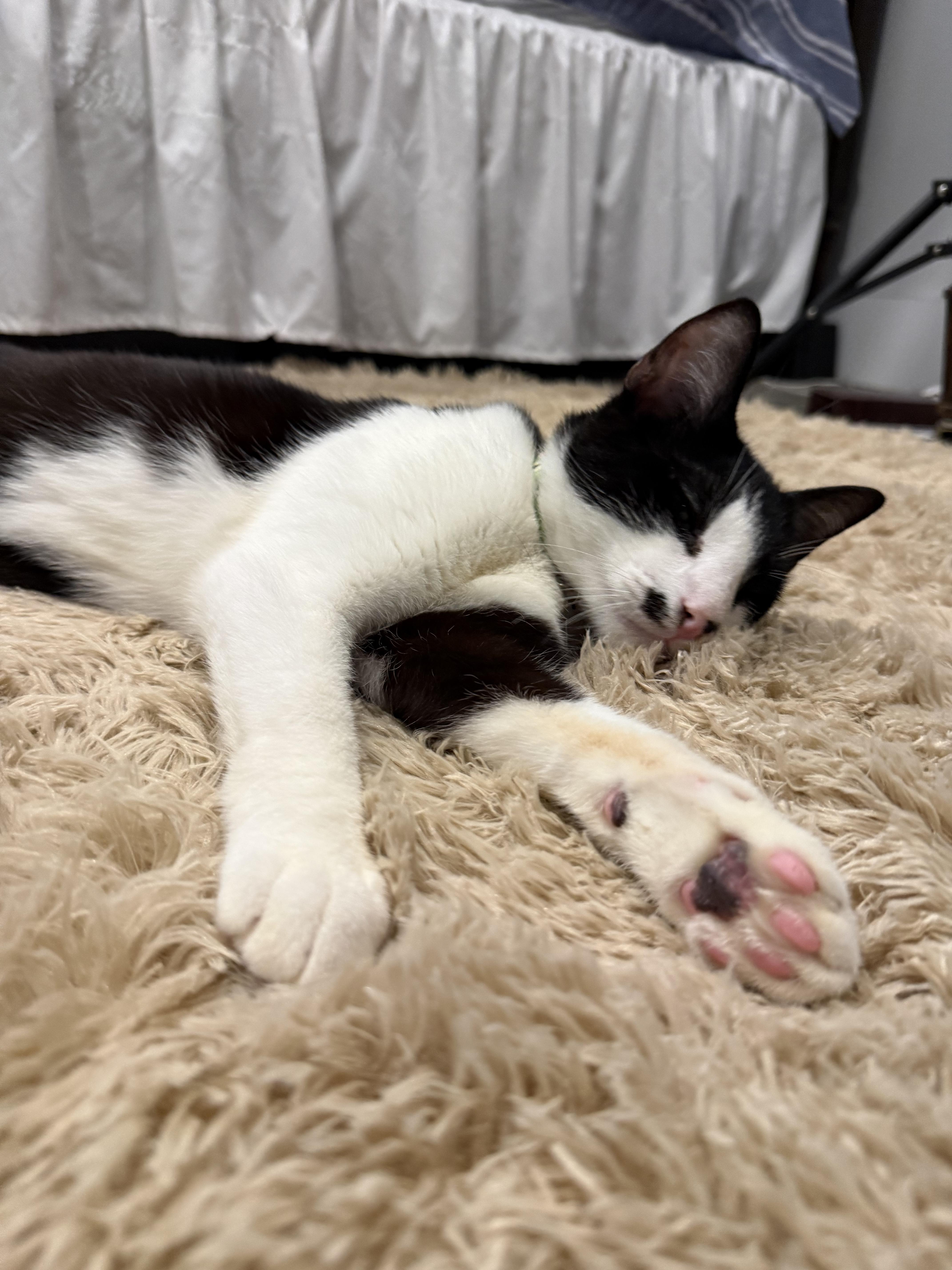 Enlarge SUSHI, a Adoptable Domestic Short Hair in New York, NY image 5/5