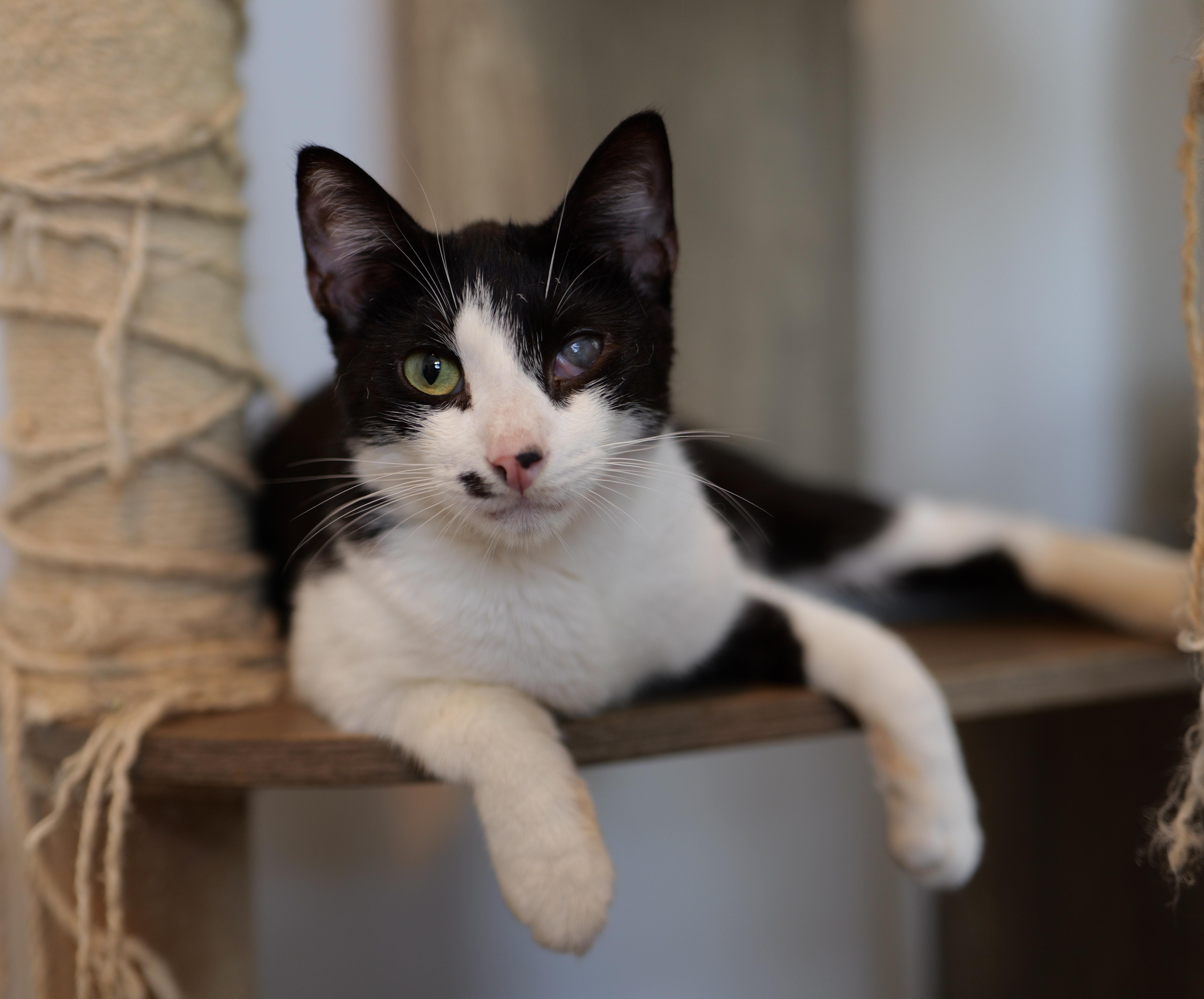 SUSHI, a ADOPTABLE Domestic Short Hair in New York, NY image 1/2
