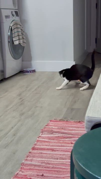 Enlarge SUSHI, an adoptable Domestic Short Hair in New York, NY video 3/3