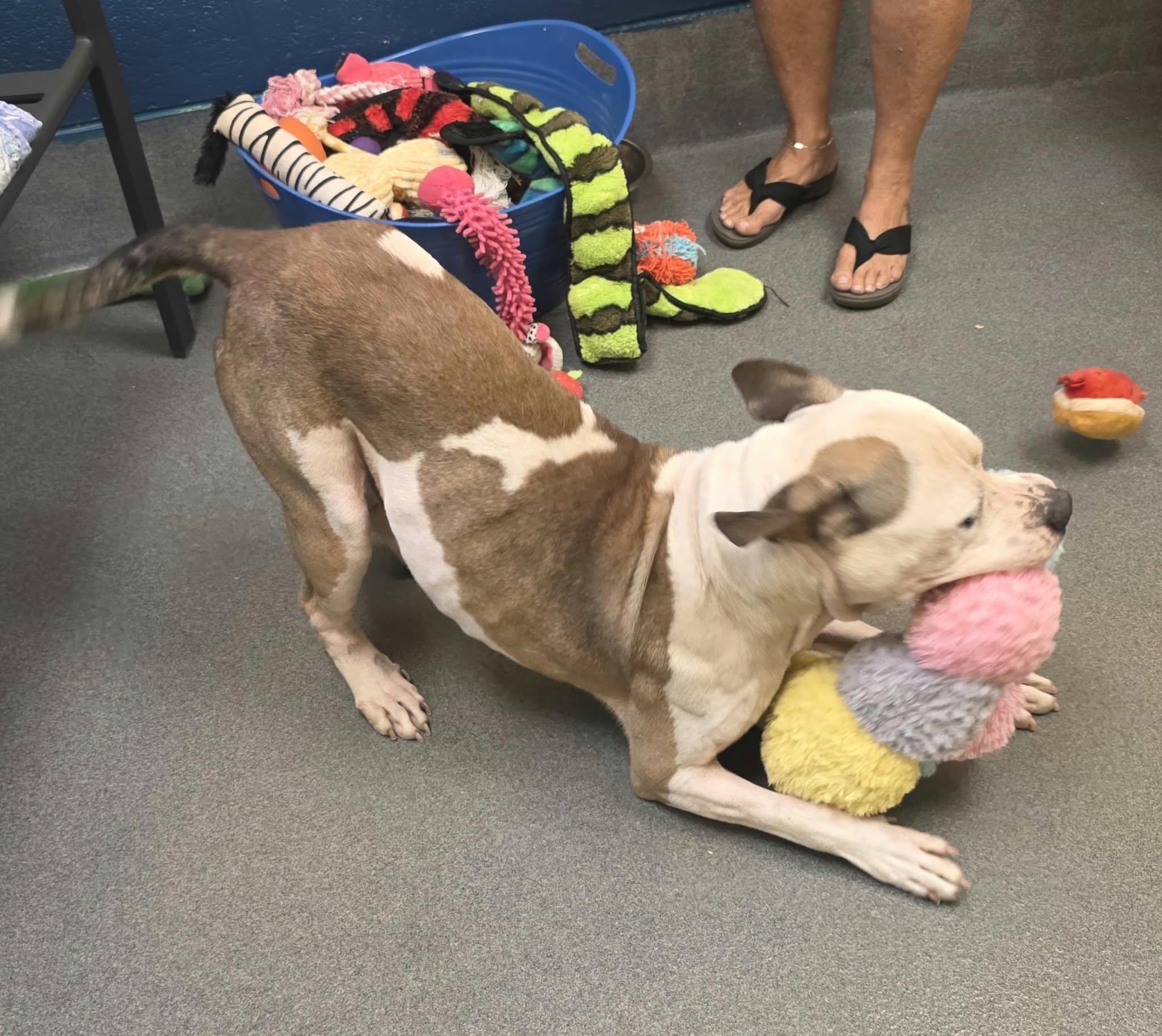Enlarge Diesel, a Adoptable Pit Bull Terrier in Amherst, VA image 5/6