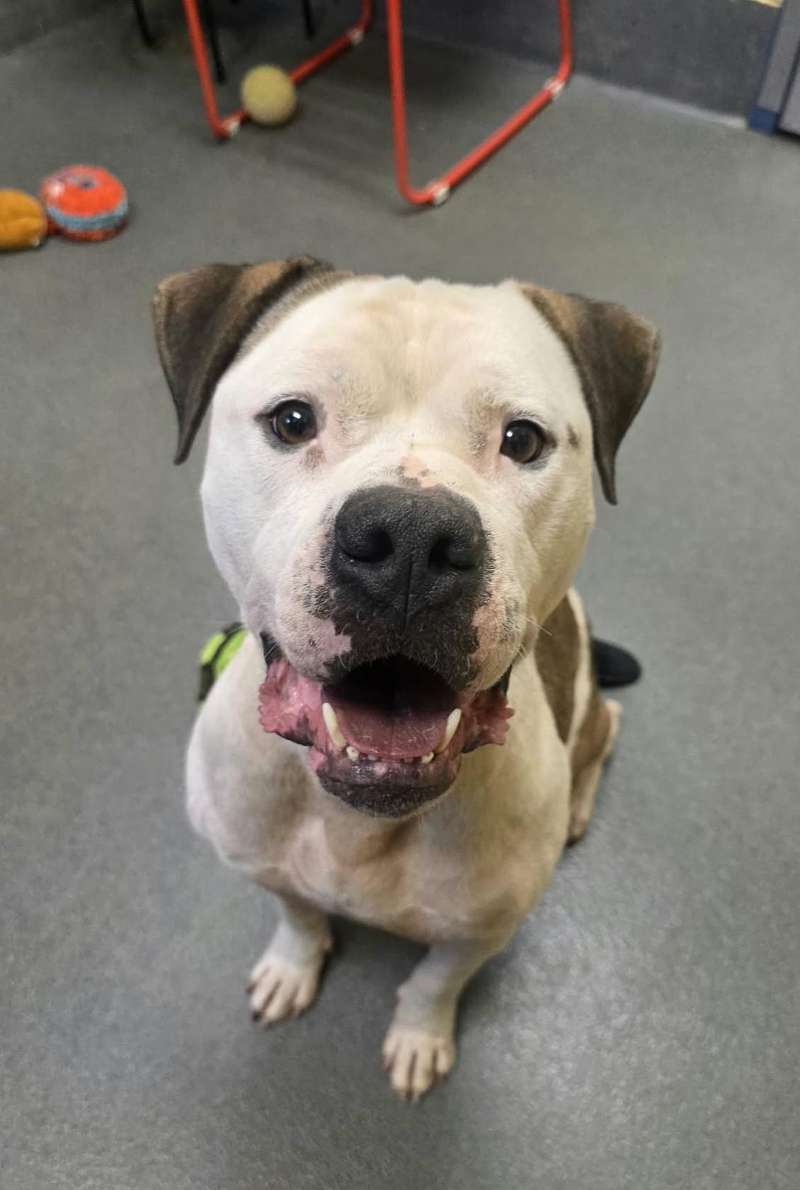 Diesel, Adoptable, Adult Male Pit Bull Terrier.