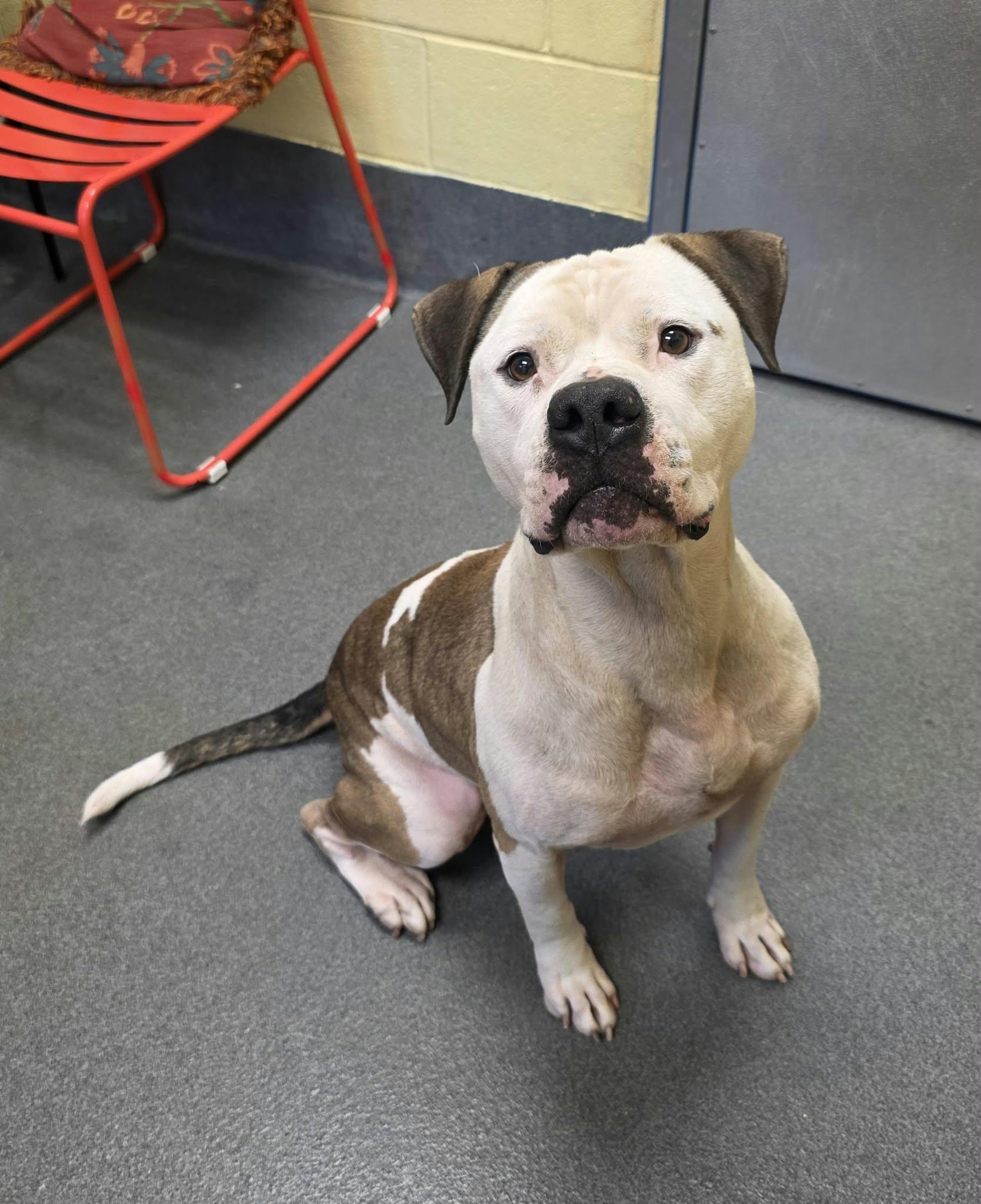 Enlarge Diesel, a Adoptable Pit Bull Terrier in Amherst, VA image 4/6