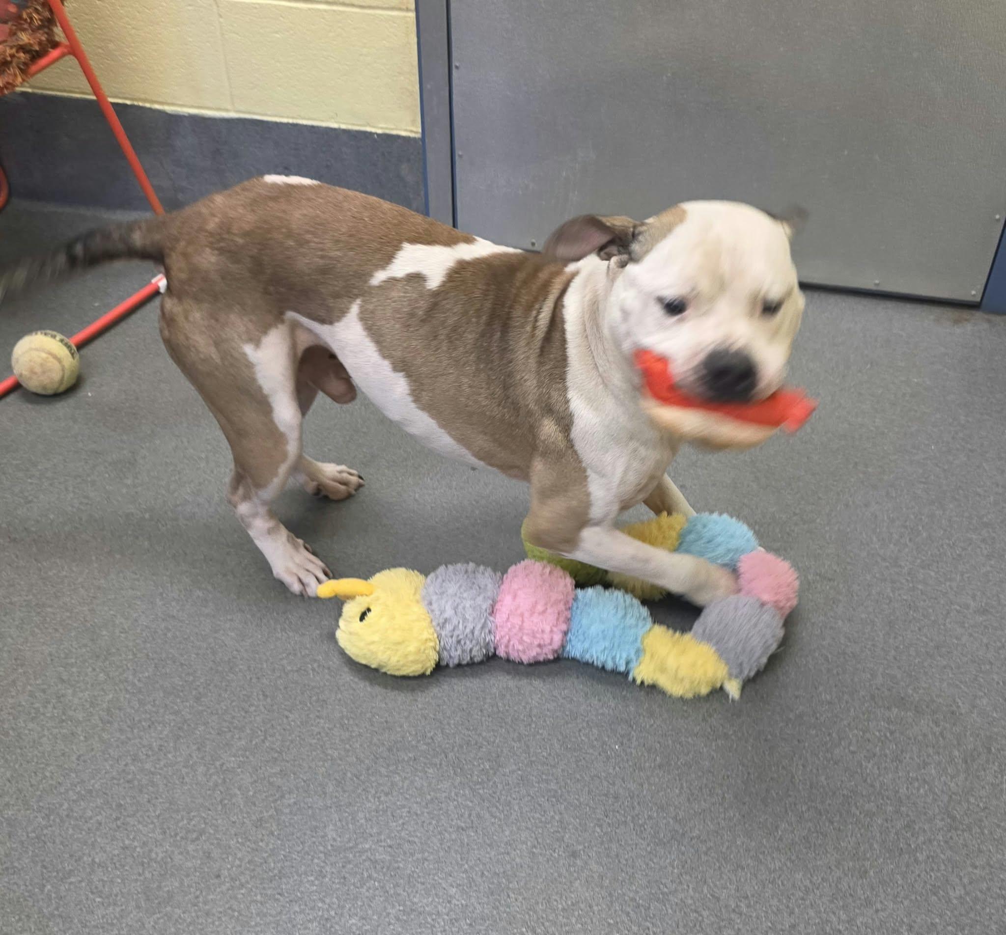 Enlarge Diesel, a Adoptable Pit Bull Terrier in Amherst, VA image 3/6
