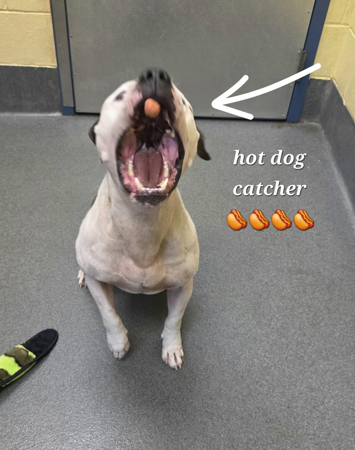 Enlarge Diesel, a Adoptable Pit Bull Terrier in Amherst, VA image 2/6