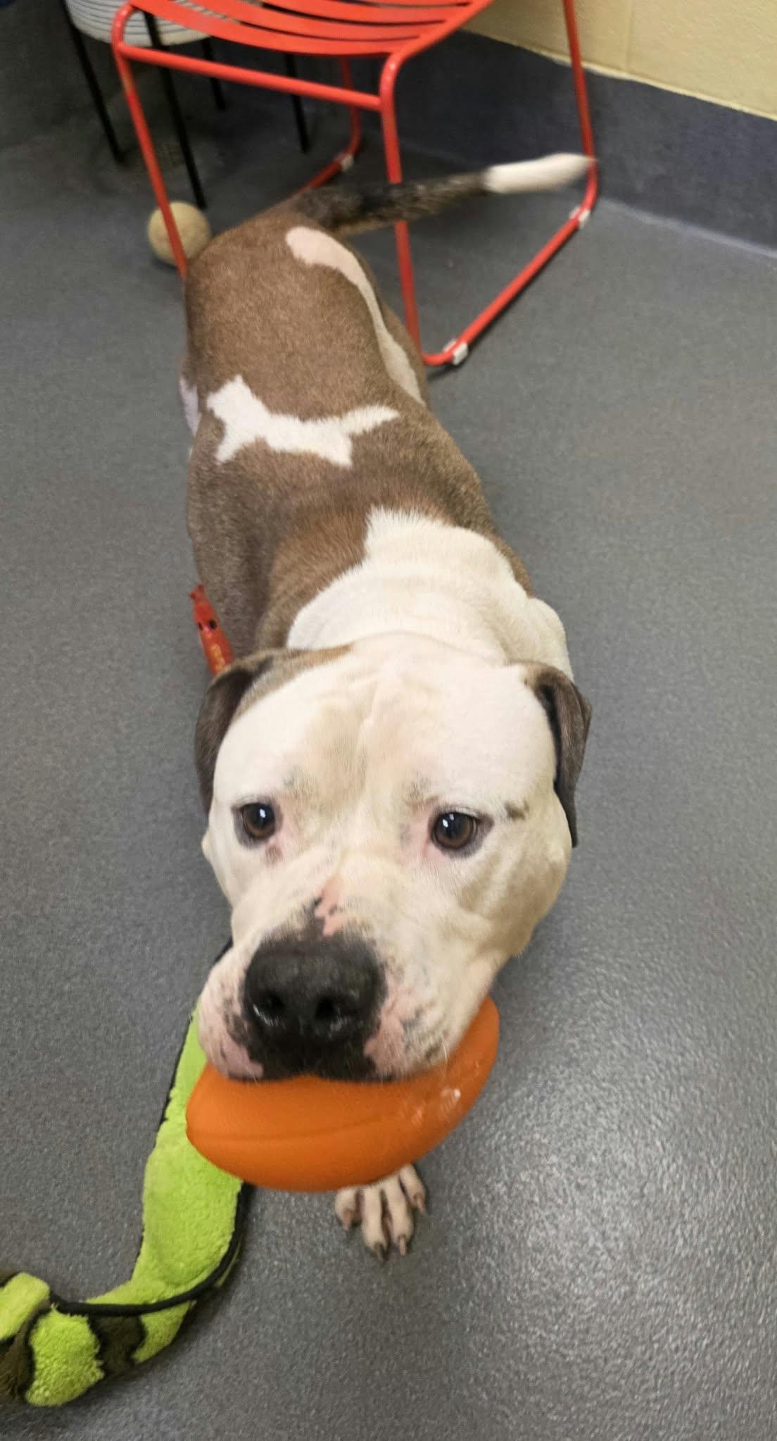 Enlarge Diesel, a Adoptable Pit Bull Terrier in Amherst, VA image 6/6