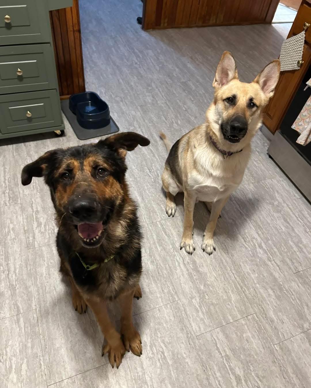 Enlarge Theo, a ADOPTABLE German Shepherd Dog in Adams, MA image 4/5