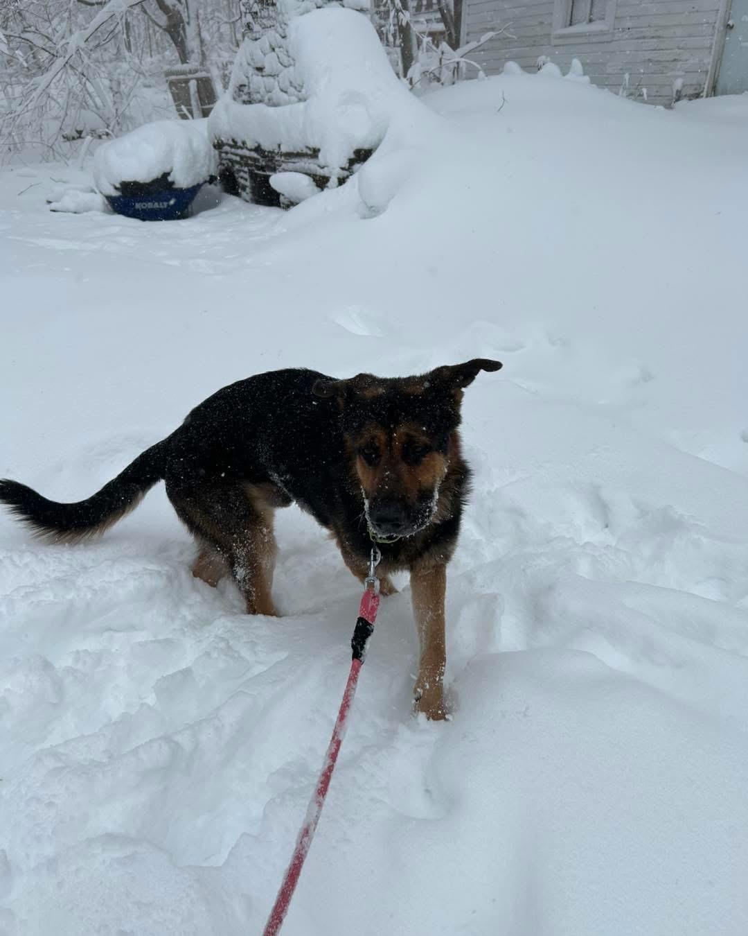 Enlarge Theo, a ADOPTABLE German Shepherd Dog in Adams, MA image 5/5
