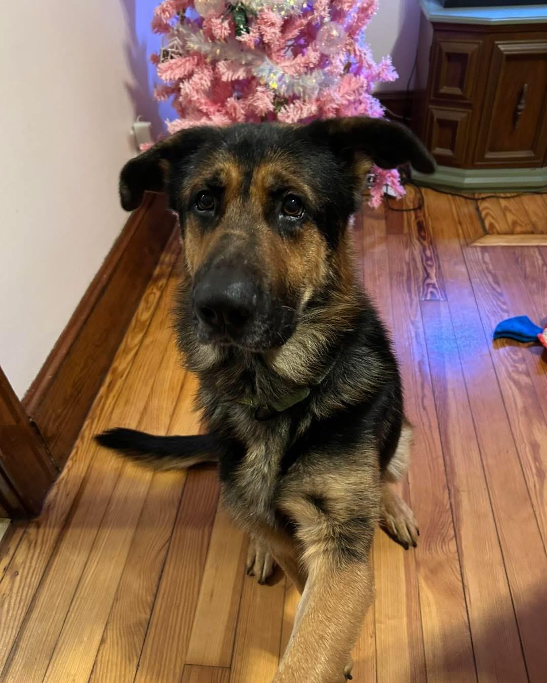 Theo, ADOPTABLE, Adult Male German Shepherd Dog.