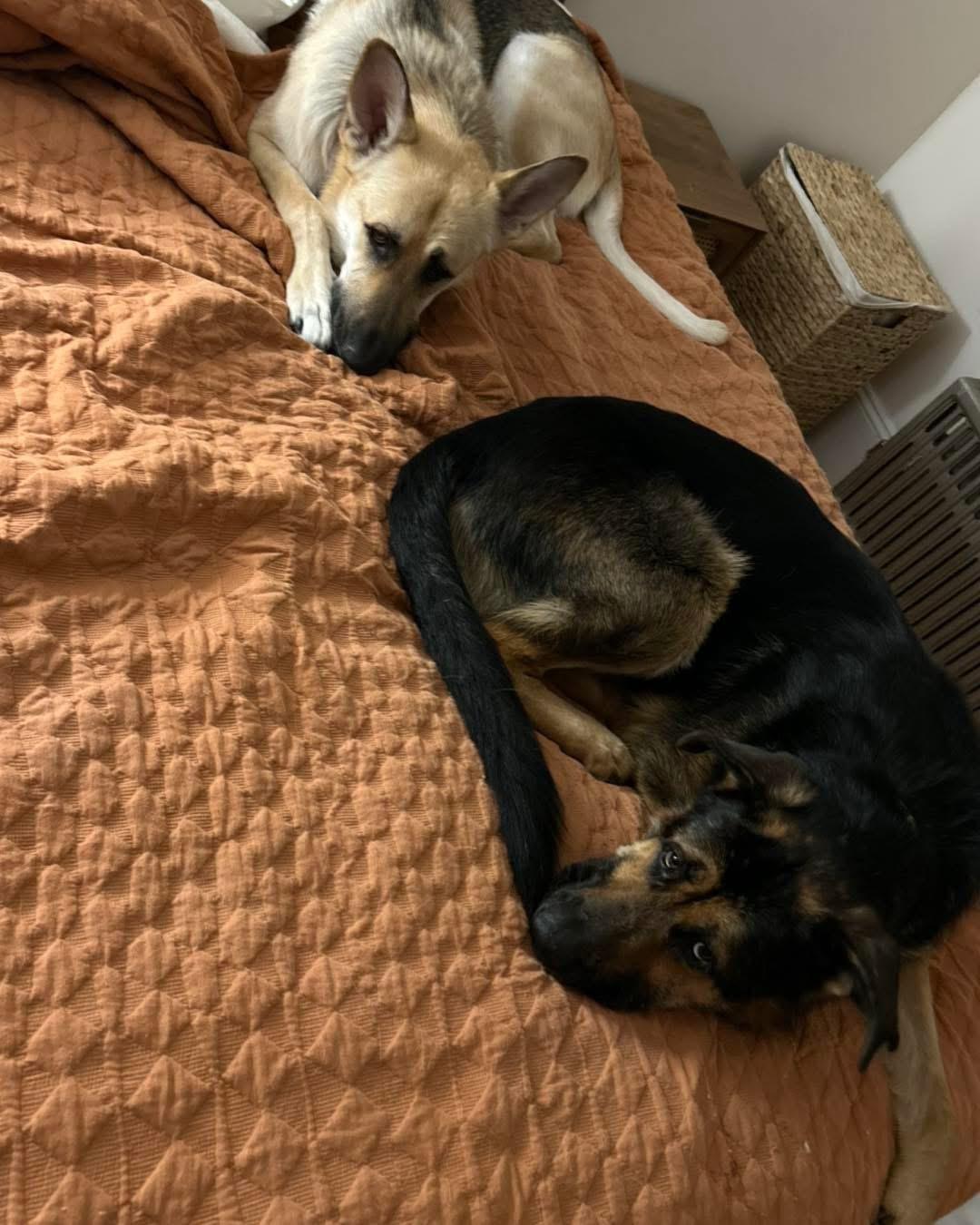 Enlarge Theo, a ADOPTABLE German Shepherd Dog in Adams, MA image 3/5