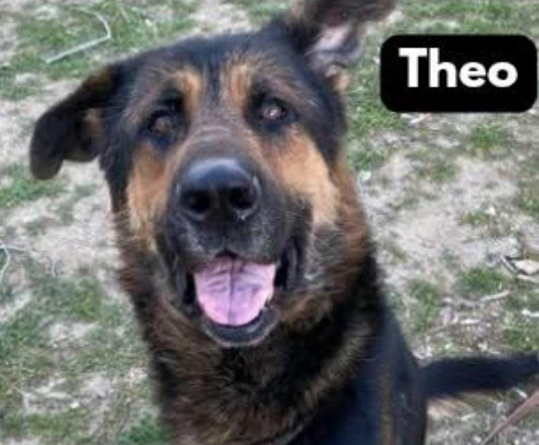 Enlarge Theo, a ADOPTABLE German Shepherd Dog in Adams, MA image 2/5