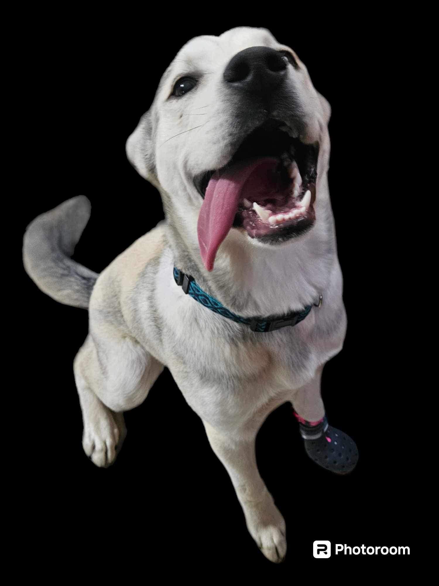 Theo (20240417-04), an adoptable Labrador Retriever in Iroquois Falls, ON, P0K 1E0 | Photo Image 3